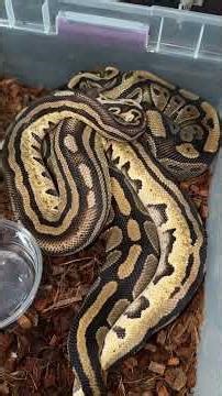 Tri Stripe Ball Python!
