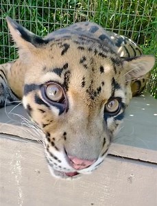 Have you ever wondered what a clouded leopard sound like? Tanganyika Wildlife Park shared this video of Kapok. Turn up the volume so you can hear what he has to say! | KAKE News