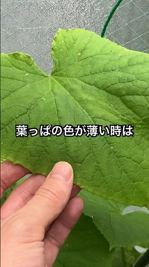 【きゅうり】#きゅうり #葉の色が薄い #cucumber #shorts #家庭菜園 #green #ペットボトル栽培