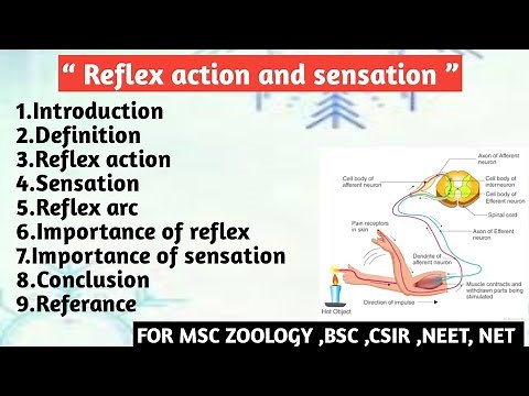 Reflex action and sensation | Reflex action |Sensation | Reflex arc | Importance
