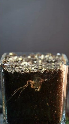 Runner Bean Time Lapse