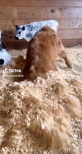 Adorable Cow Moments: Funny and Heartwarming TikTok Compilation | TikTok