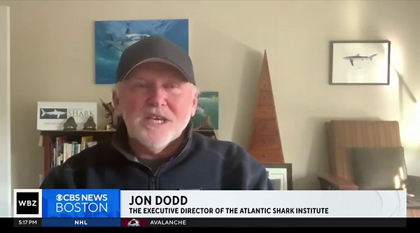 Massive stingray captured on video off the coast of Rhode Island