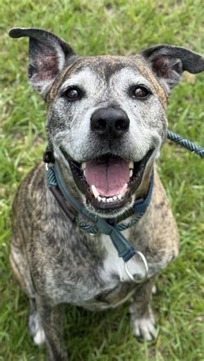 111 reactions · 49 shares | Tank’s Smile Says It All!  Meet Tank (#A1926221) — a 7-year-old sweetheart who flashes the biggest grin when treats appear! This 73-pound cuddle champ has been waiting at Broward County Animal Care – Ft. Lauderdale for his forever family. Come meet him and see that smile in person!  PetAdoptions.Broward.org #AdoptTank #SmilingDog #BrowardPets #AdoptDontShop #PittieLove #BrowardCounty #AnimalCare | Broward County Animal Care | Facebook