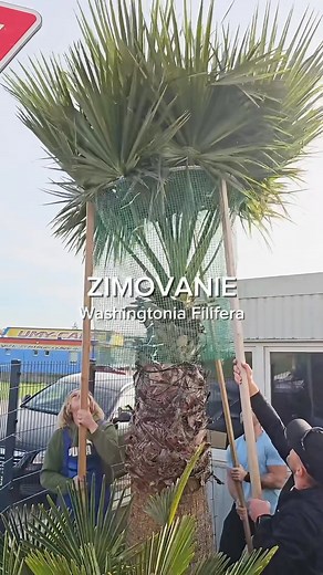 5.1K reactions · 139 shares | ZIMOVANIE Washingtonia Filifera ️❄️ #washingtoniafilifera | Palmy-cykasy-olivovniky | Facebook