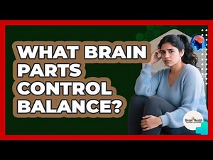 What Brain Parts Control Balance? - Brain Health Support Network