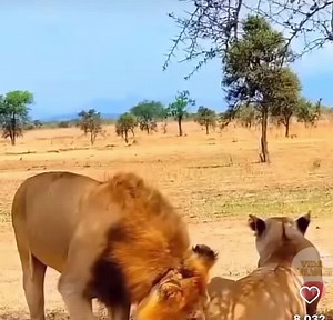 #fypシ #thelionking #funnyvideo #lol #laugh