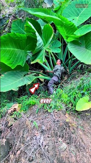 World’s Largest Taro : Meet Colocasia Gigantea! #gameape ‪@GardenShorts15‬