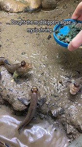 57K views · 276 reactions | Whoops! Fed the mudskippers alien goop by accident  #mudskipper #aquarium #fish | Ezziesaquatics | Facebook
