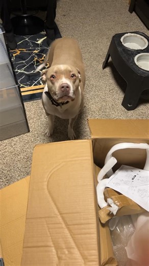 Meet Azuri! | Kameron Kruz