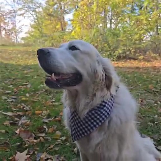 Dog Bandana - Scrunchy Style, Floral, Reversable - Etsy