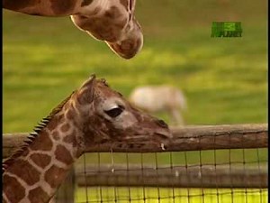 Growing Up Giraffe- Standing Up