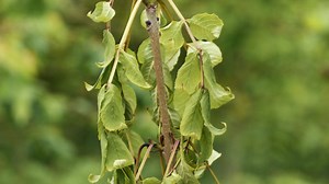 Communities - Adaptations, interdependence and competition - AQA - GCSE Biology (Single Science) Revision - AQA - BBC Bitesize