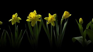 【超酷短片】春 Spring