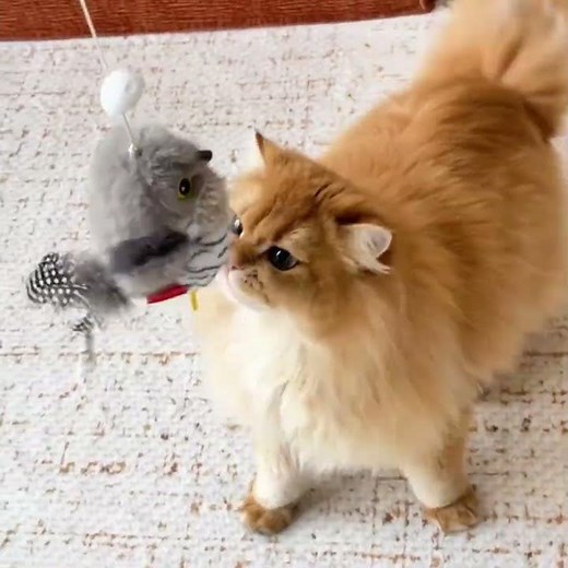 Flappy Bird Interactive Cat Toy💖 #bestpetsupplies #cat#catshorts