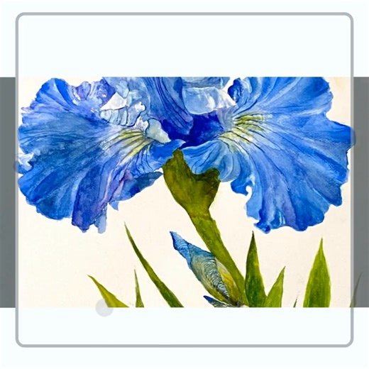 "Shades of Blue Iris" // https://www.splashesofwatercolor.com/warehouse-open-edition-prints/art_print_products/karen-ann-img-4480 I have to say, Irises are probably my favorite flower, and Shades of Blue Iris is probably my favorite painting of an Iris. I love the delicacy and lightness of the flower with its frilly petals and the depth created by the shapes of their petals. They are so beautiful and last such a short amount of time, I wanted to capture that beauty so it can be enjoyed after its