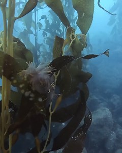 Interested in seeing Monterey Bay from a new perspective? 😮 Dive into paradise and explore vibrant reefs, encounter playful sea life, and witness the beauty of the kelp forest. 💦🐠 At Bamboo Reef Dive Center, they've got you covered, from scuba diving to snorkeling. 🤿 Share this post with a friend! 👉 #SeeMonterey 📷 @bambooreef 📍 Monterey Bay | See Monterey