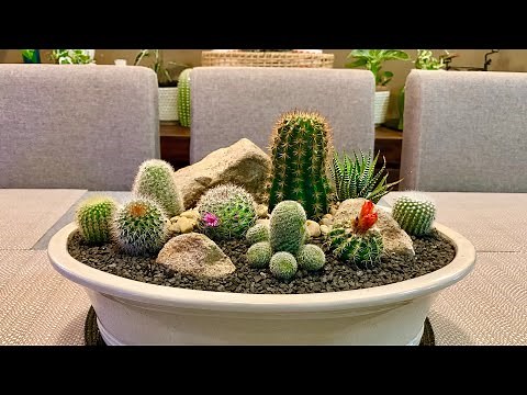 Cactus Arrangement in Big Terracotta glazed pot