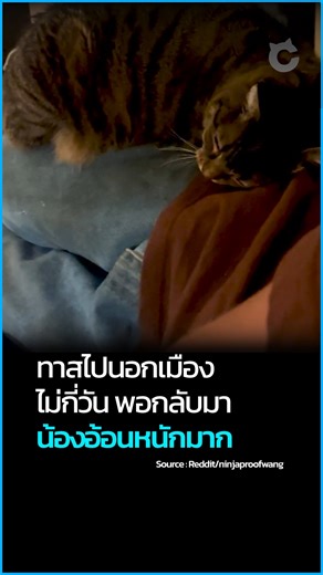 418K views · 25K reactions | แมวใครเป็นแบบนี้บ้าง? มีทาสแมวผู้ใช้...