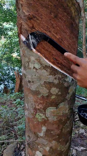 😲❤️🌳 Tapping For Rubber Tree || #rubbertree #rubberfarming #rubbertapping #shortsfeed . . | Quick Look
