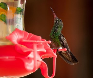 Where Can I Buy a Hummingbird? – Hummingbirds Info