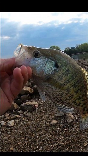 Crappie Fishing Tiny Jig