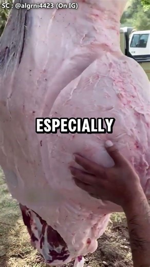 Actual Function of Camel's Hump 😲