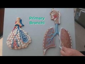 Respiratory System Model Lungs and Alveoli Review for Anatomy Practical Exam