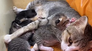 9.4K views · 218 reactions | Cat breastfeed殺 | Cat House | Facebook