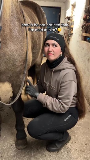 78K views · 16 reactions | Typical geldings 兩 • • • • #horsesoftiktok #horseriding #equestrian #horselove #pferd #caballos #funnyhorse #horses #tölt #islandshäst #fluffyhorse | gryningssol | Facebook