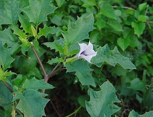 Datura stramonium - Alchetron, The Free Social Encyclopedia