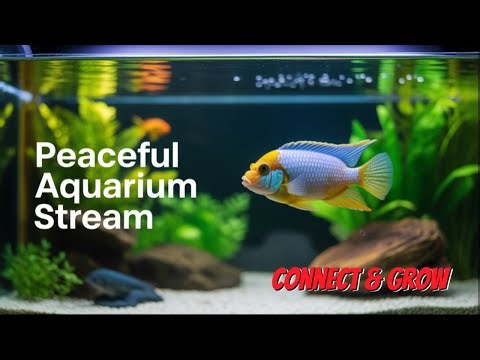 Live African Cichlid Fish Tank | Relaxing Aquarium Stream for Calmness & Creator Connection #10