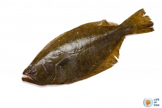 Olive Flounder (Paralichthys Olivaceus) | 8 Interesting Facts