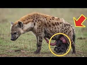 A hyena gives birth to a rare baby, minutes later something terrible happens