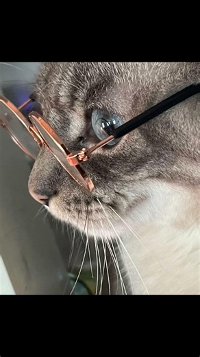 WHY IS IT MONDAY AGAIN!!!! #like #cat
