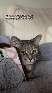 19K views · 230 reactions | Si les chats travaillaient en centre d’appel… | Nala & Nugget | Facebook