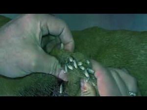 Cleaning Mango Worms #10