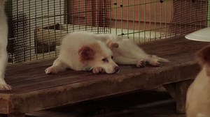 S.Korea to grant legal status to animals to tackle abuse, abandonment