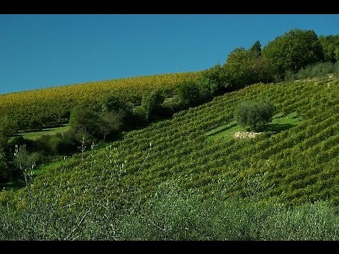 Olive harvest in Tuscany and Cinque Terre