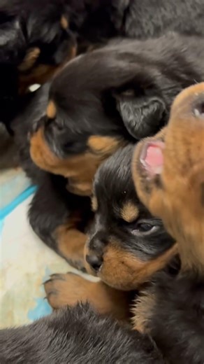 🐾🐻🐾 The Rottie Crew 🐾🐻🐾#Howling #Singing #TooCute #RottweilerWorld #Puppies