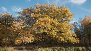 "Le chêne", un documentaire d'une nature éminemment poétique | RTS