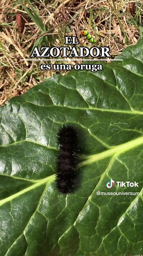 El Ciclo de Vida del Azotador: De Oruga a Polilla