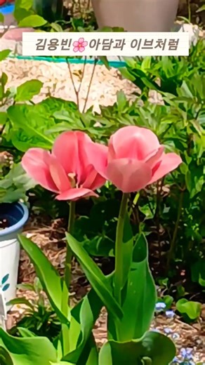 #에쁜꽃 #김용빈 #아담과이브처럼