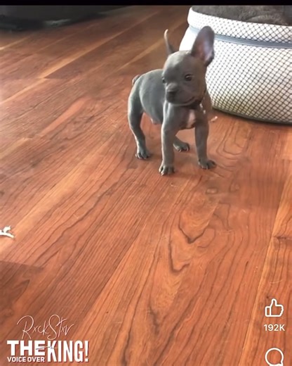 Sharing this video from the hilarious Rxckstxr - I hope everyone enjoys it!I wish we could get a good video of Grover for him to do a voiceover! Think I’ll work on that 😂 Hope everyone is having a great night! Love, GroverStrong ❤️🥰🙏🏼🐾🐶 | GroverStrong