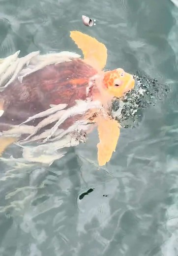 Discover the Age of a Remarkable Sea Turtle