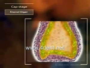 Dentistry, Tooth development 3D