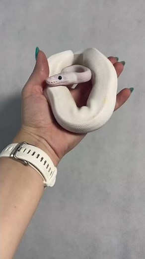 What a beauty ! Ball python - super fire 💪🔥Snake🐍