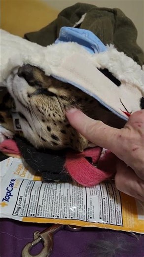 The only Serval Cat that can't sleep without his pajamas.