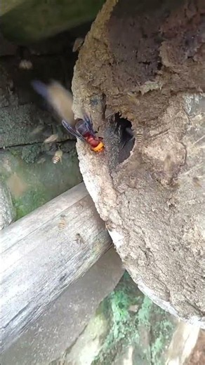 Giant hornets attack honeybees. #bee