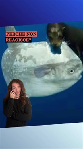 Pesce Luna: Strategie di Sopravvivenza nel Mare